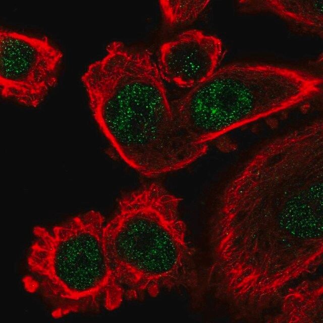 Anti-IFI44L antibody produced in rabbit