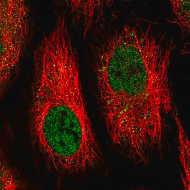 Anti-IFI44 antibody produced in rabbit