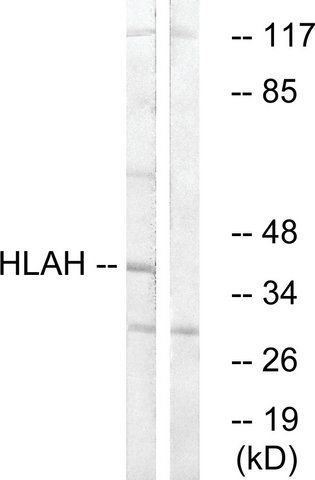 Anti-HLAH antibody produced in rabbit