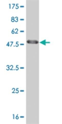 ANTI-HMGB2 antibody produced in mouse