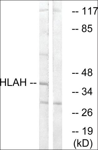 Anti-HLAH antibody produced in rabbit