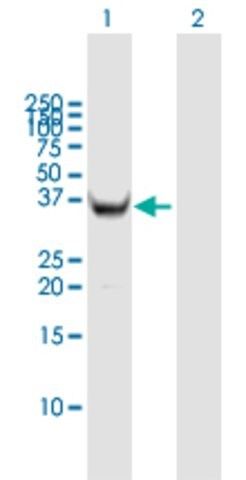 Anti-HMG20B antibody produced in mouse