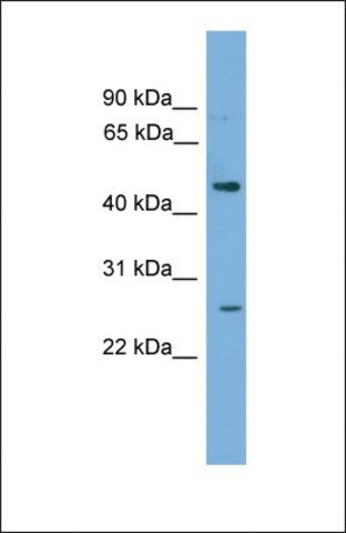 Anti-HLX antibody produced in rabbit