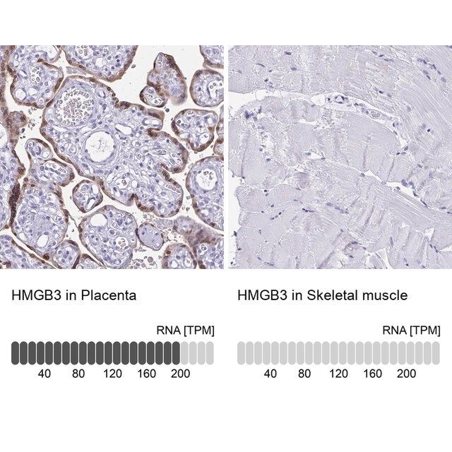 Anti-HMGB3 antibody produced in rabbit