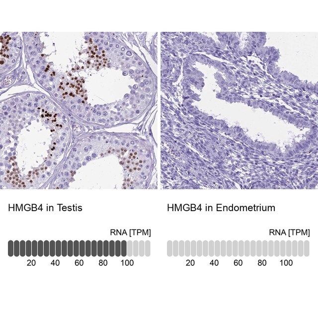 Anti-HMGB4 antibody produced in rabbit