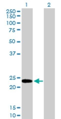 Anti-HMGB3 antibody produced in mouse