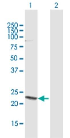 ANTI-HN1 antibody produced in mouse