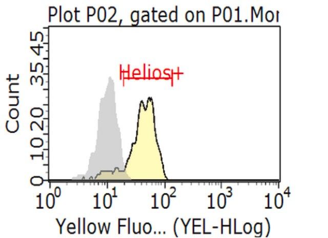 Anti-Helios Antibody, clone 22F6