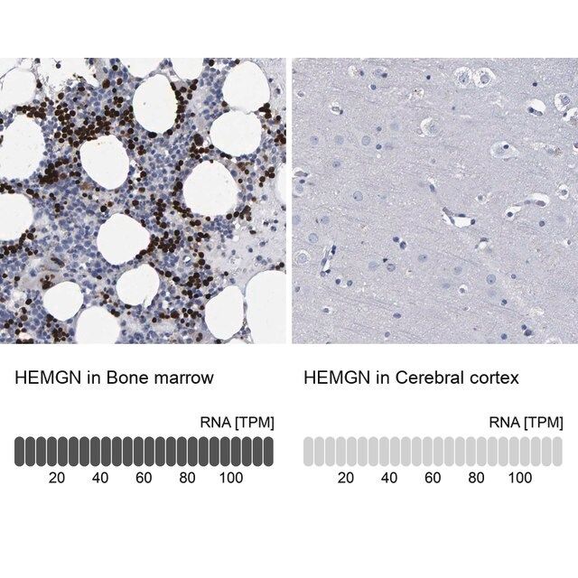 Anti-HEMGN antibody produced in rabbit