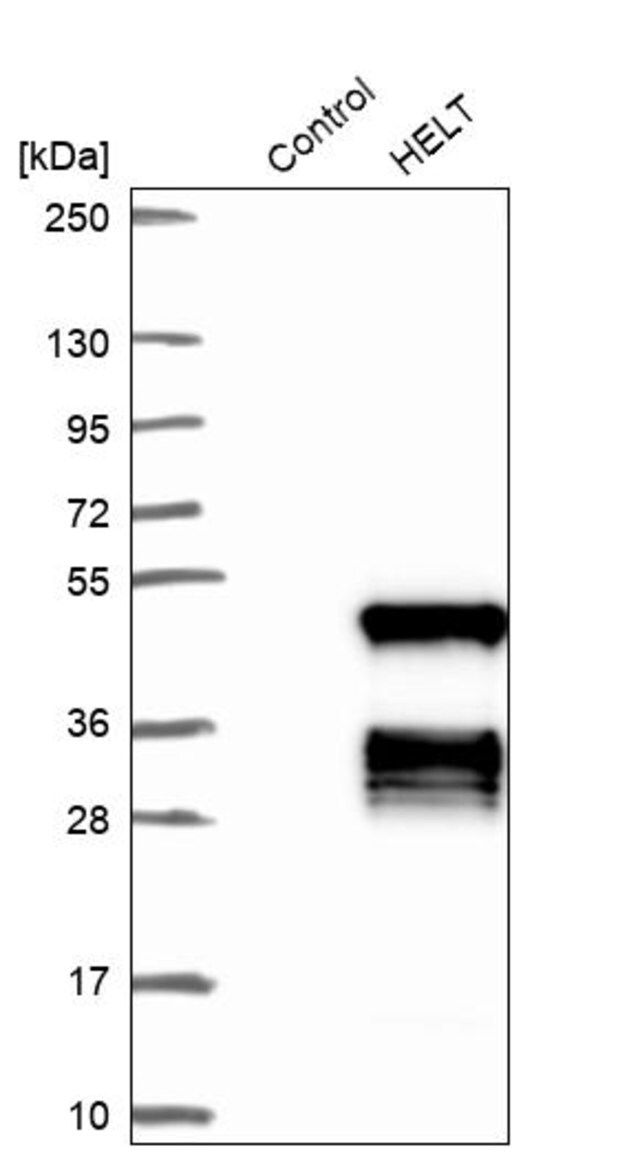 Anti-HELT antibody produced in rabbit