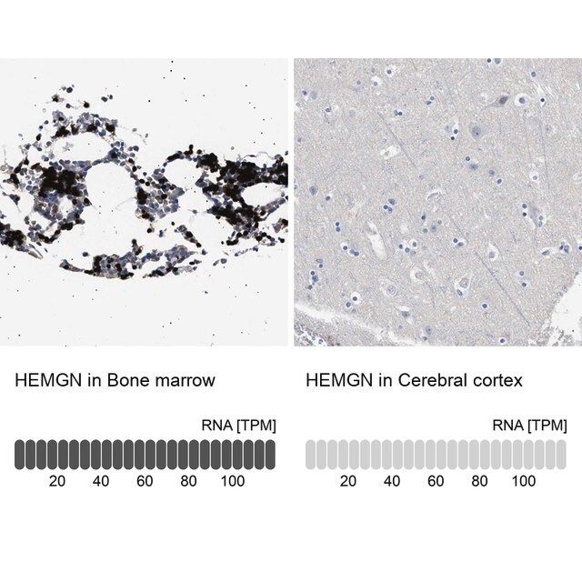 Anti-HEMGN antibody produced in rabbit