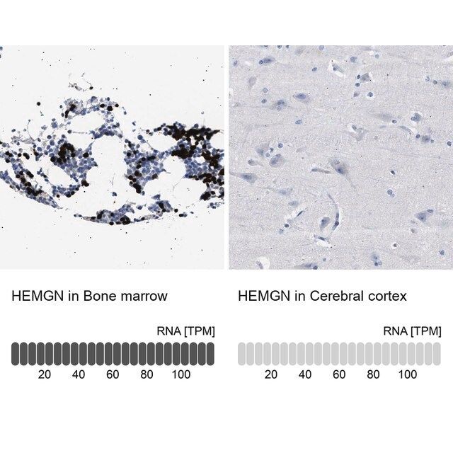 Anti-HEMGN antibody produced in rabbit