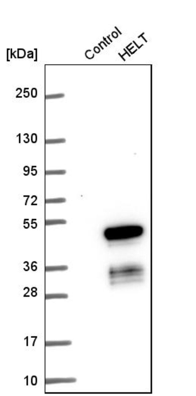 Anti-HELT antibody produced in rabbit