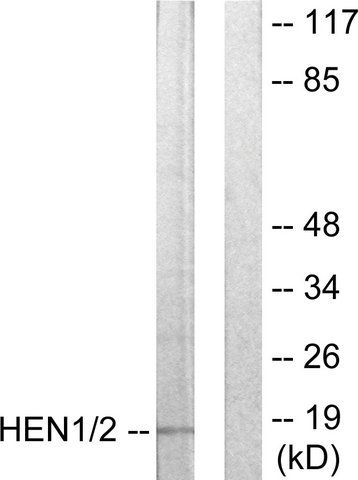 Anti-HEN1 antibody produced in rabbit