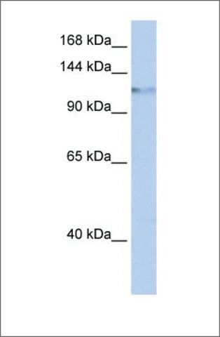 Anti-HELLS antibody produced in rabbit