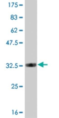 ANTI-HES2 antibody produced in mouse