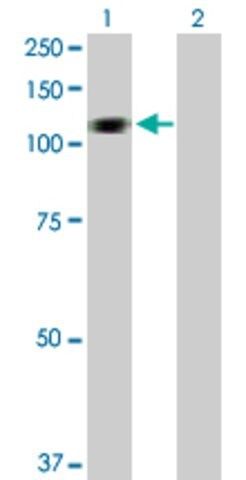 Anti-HERC3 antibody produced in rabbit