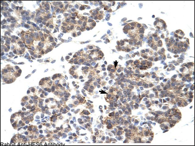 Anti-HES6 antibody produced in rabbit