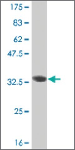 ANTI-HES2 antibody produced in mouse