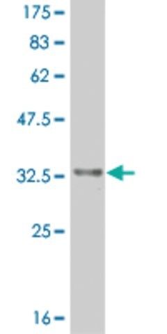 ANTI-HES2 antibody produced in mouse