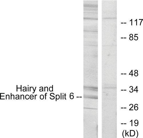 Anti-HES6 antibody produced in rabbit