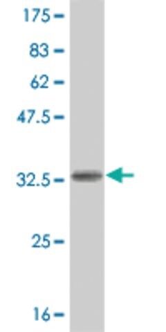 ANTI-HES2 antibody produced in mouse