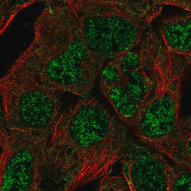 Anti-HES4 antibody produced in rabbit