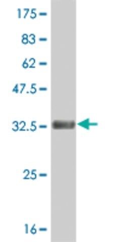 ANTI-HES2 antibody produced in mouse