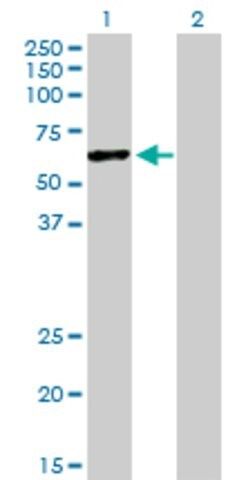 Anti-HERPUD1 antibody produced in rabbit