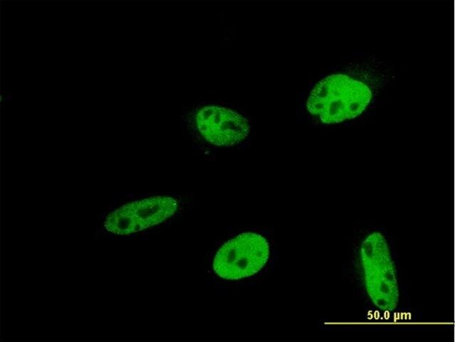 ANTI-HEYL antibody produced in mouse