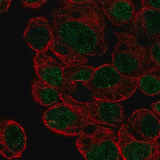 Anti-HLF antibody produced in rabbit