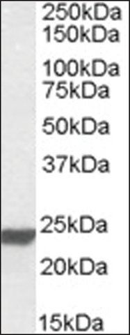 Anti-HMGB3 antibody produced in goat