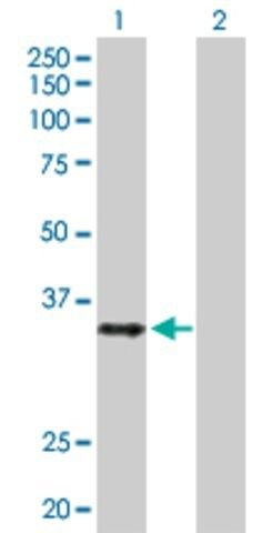 Anti-HMG20B antibody produced in rabbit