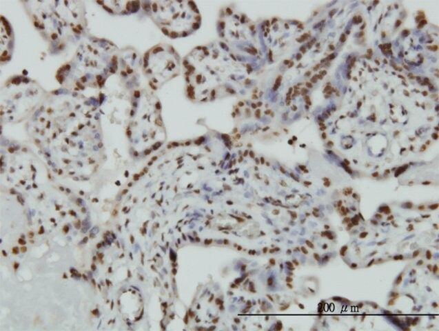 ANTI-HMGB2 antibody produced in mouse