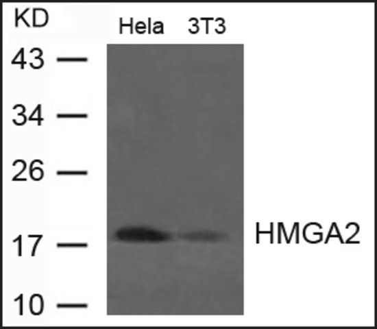 Anti-HMGA2 antibody produced in rabbit