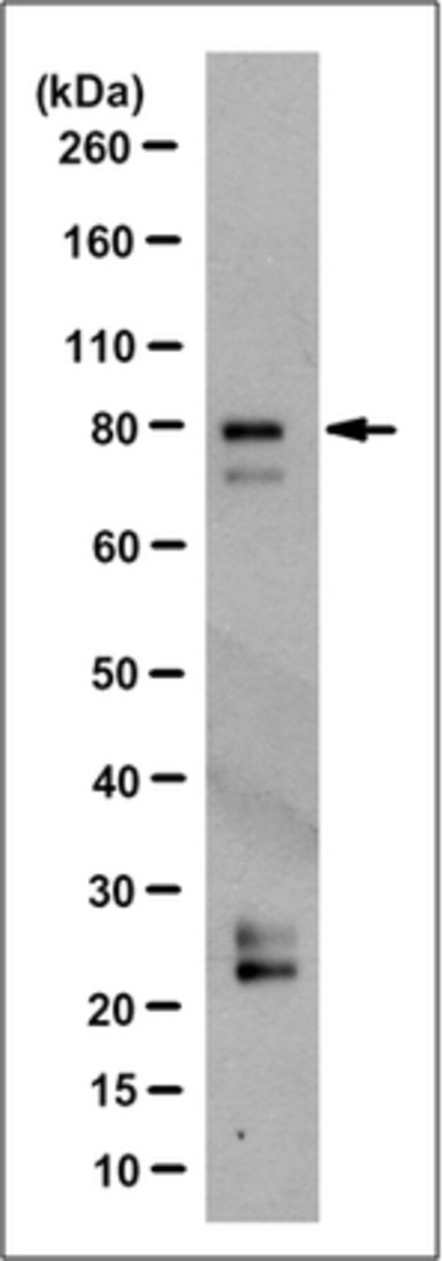 Anti-HLCS Antibody, clone 2C2.1