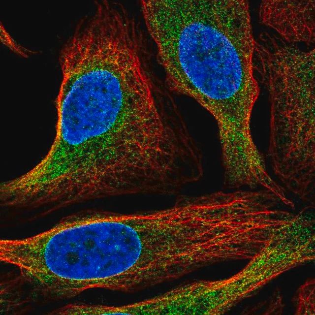 Anti-HM13 antibody produced in rabbit