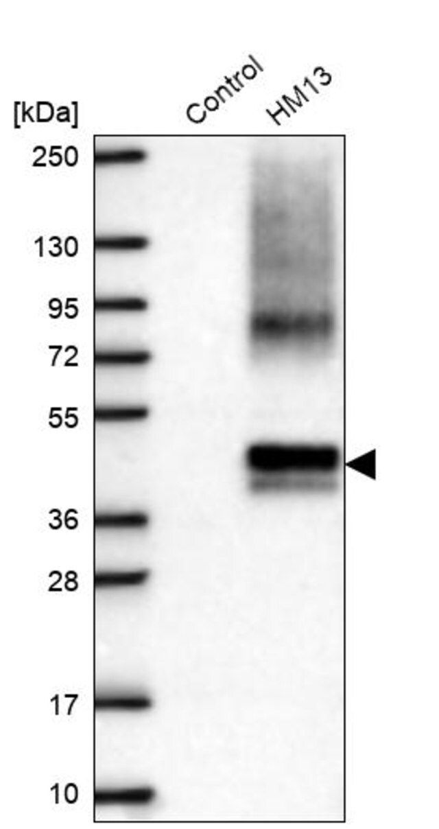 Anti-HM13 antibody produced in rabbit