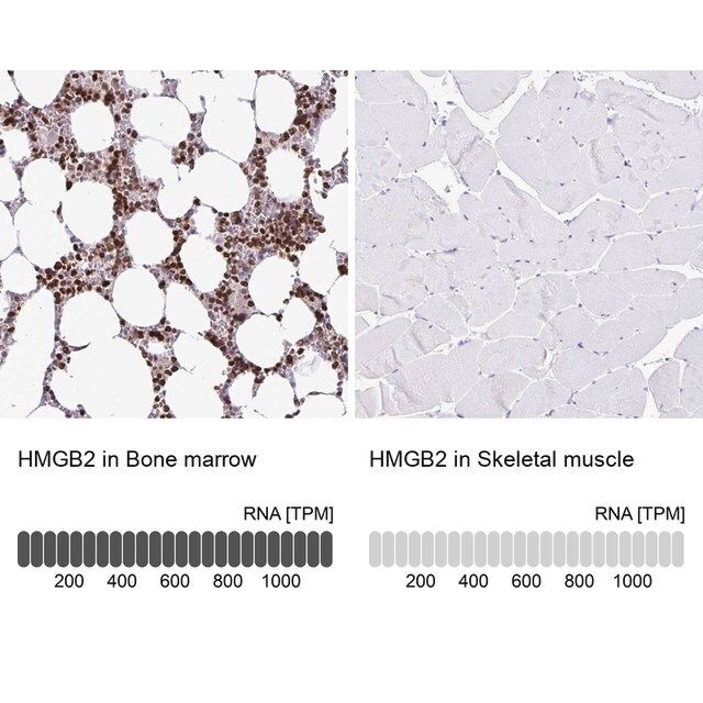 Anti-HMGB2 antibody produced in rabbit