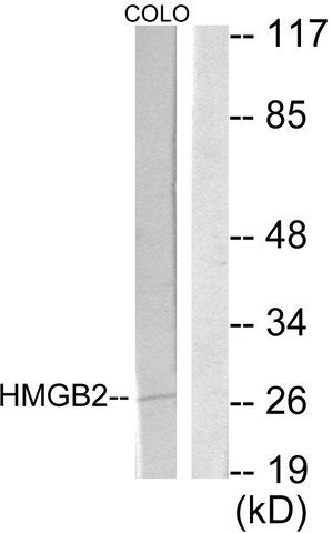 Anti-HMGB2 antibody produced in rabbit