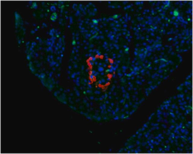 Anti-Glucagon Antibody, clone 13D11.33