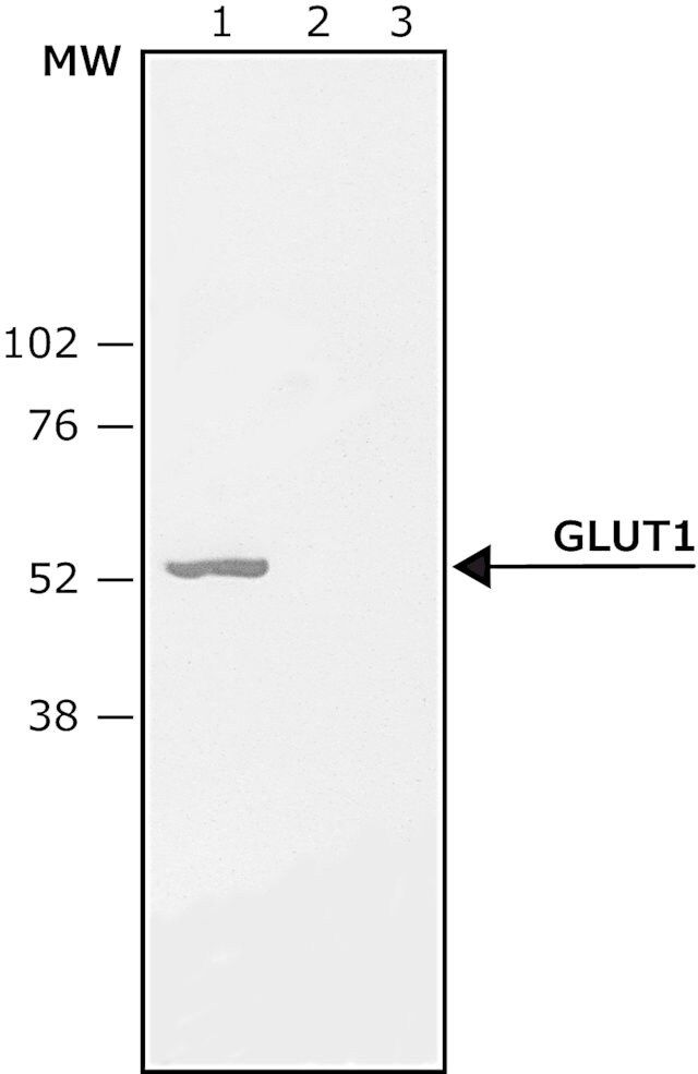 Anti-GLUT1 (C-terminal) antibody produced in rabbit