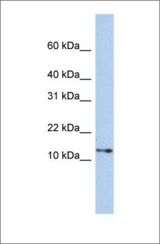 Anti-GNGT2 antibody produced in rabbit