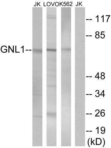 Anti-GNL1 antibody produced in rabbit