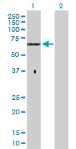 Anti-GPC5 antibody produced in rabbit