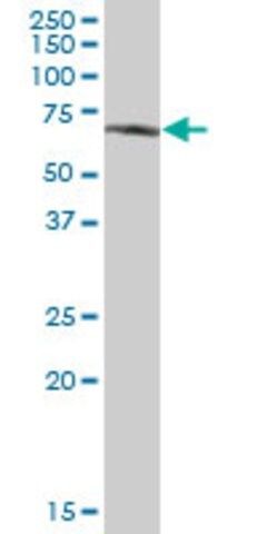 Anti-GPC5 antibody produced in mouse