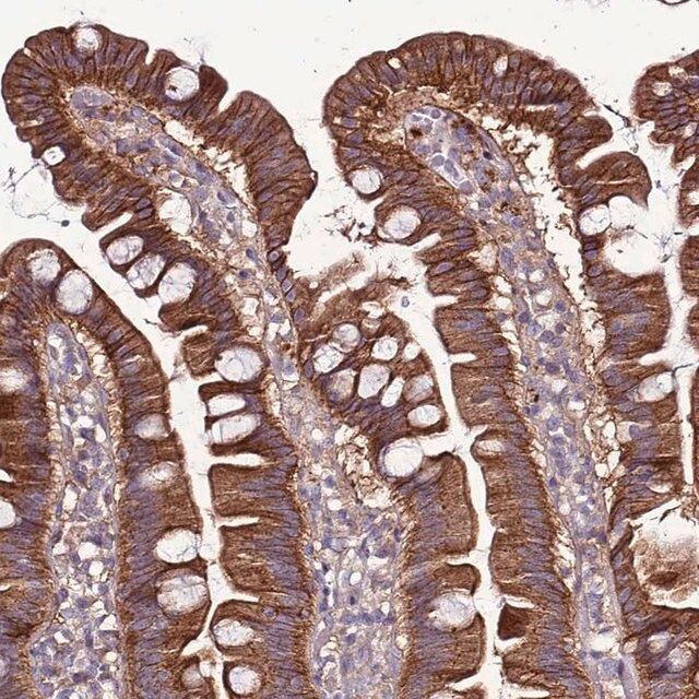 Anti-GPN3 antibody produced in rabbit