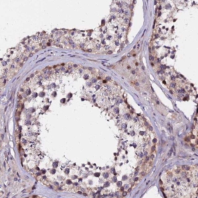 Anti-GPN3 antibody produced in rabbit