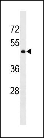 ANTI-GPR78 (CENTER) antibody produced in rabbit