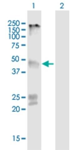 Anti-GPR151 antibody produced in mouse